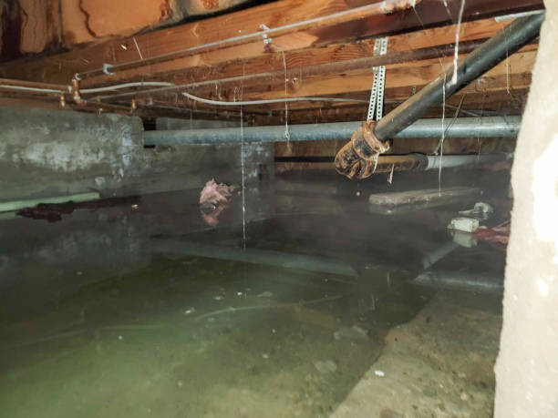 Best Flood damage cleanup  in Penrose, CO